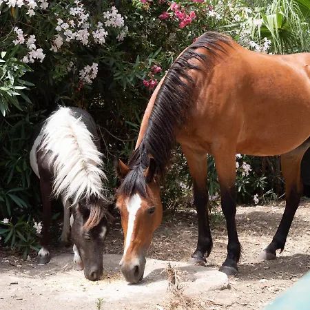 Hébergement de vacances L'ulivo