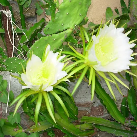 L'ulivo Budoni